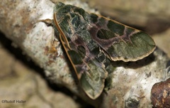 Proserpinus lucidus - Male