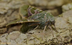 Proserpinus lucidus - Male