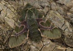 Proserpinus lucidus - Male