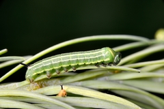 Sphinx pinastri