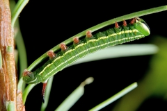 Sphinx pinastri