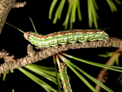 Sphinx pinastri