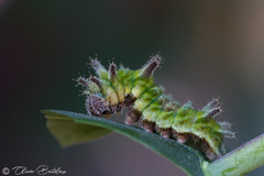Limenitis reducta L5 caterpillar