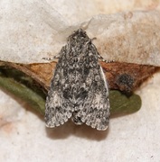 Acronicta megacephala, Falter (Großkopf-Rindeneule)