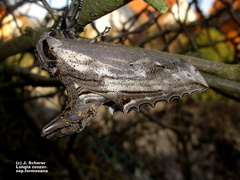 Langia zenzeroides ssp. formosana