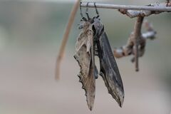 Langia zenzeroides ssp. formosana