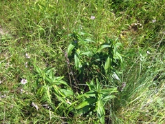 Phengaris alcon rebeli, Futterpflanze