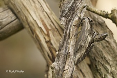 Langia zenzeroides ssp. formosana Weibchen