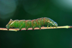 Endromis versicolora, Raupe - Birkenspinner
