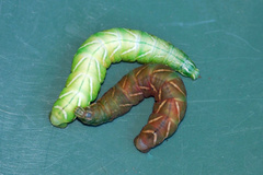 Endromis versicolora, Raupe - Birkenspinner