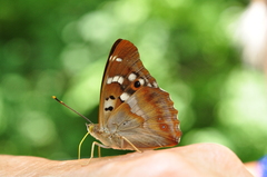 Apatura ilia