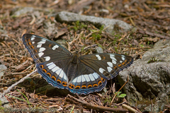 Limenitis populi, Falter - Weibchen