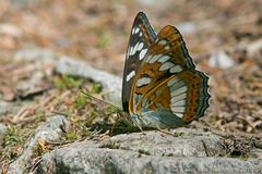 Limenitis populi, Falter