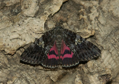 Catocala sponsa, Falter
