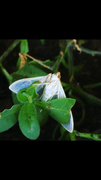 Cydalima perspectalis (Boxtree moth)