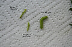 Daphnis nerii - Comparison of foodplants