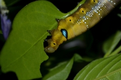 Daphnis nerii - L5 larva