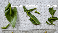 Daphnis nerii - Comparison of foodplants (second attempt)