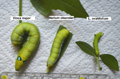 Daphnis nerii - Comparison of foodplants (second attempt)  - Day 20