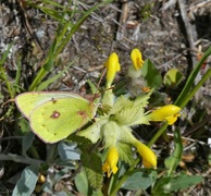 Colias alfacariensis / hyale