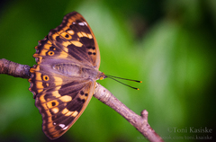 Kleiner Schillerfalter / Apatura ilia