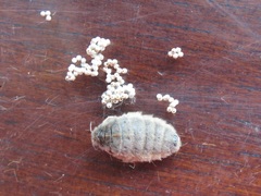 Orgyia antiqua, Falter - Weibchen - Kleiner Bürstenspinner