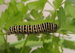 Papilio machaon L5