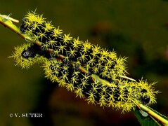 Leucanella viridescens viridor L6