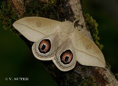Leucanella viridescens viridor male
