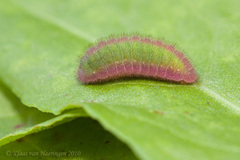Lycaena phlaeas, Raupe (caterpillar)