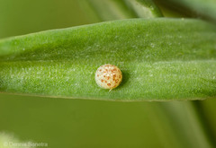 Möndcheneule (Calophasia lunula)
