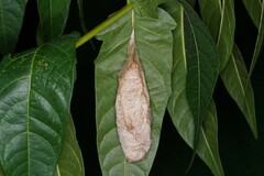 Archaeoattacus malayanus – Cocoon