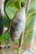 Rothschildia arethusa, frischer Kokon