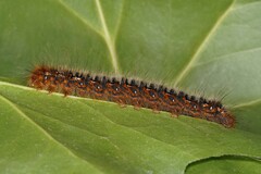 Lasiocampa quercus guillemotii – L6
