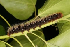 Lasiocampa quercus guillemotii – L7