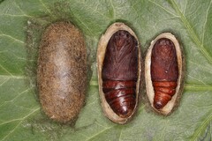 Lasiocampa quercus guillemotii –  Pupae