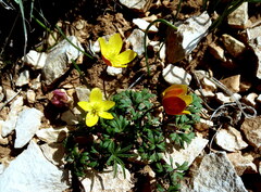 Anemona biflora, gelbe Form