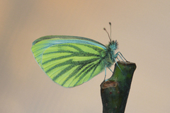 Pieris bryoniae - female