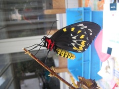 Ornithoptera priamus, Falter - Weibchen (female)