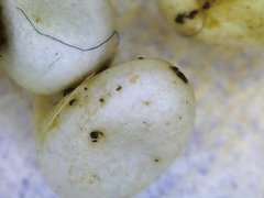 Actias dubernardi eggs