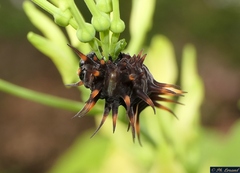 Ornithoptera priamus euphorion