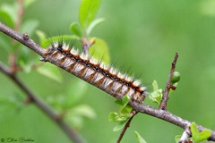Eriogaster catax L5 caterpillar