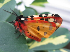 Arctia konewkaii, Falter, male (=villica aus Sizilien)
