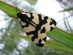 Arctia konewkaii, Falter, female (=villica aus Sizilien)