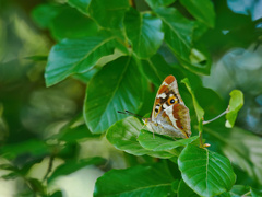 Apatura iris