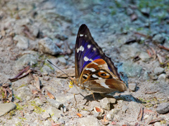 Apatura iris
