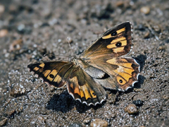 Hipparchia semele