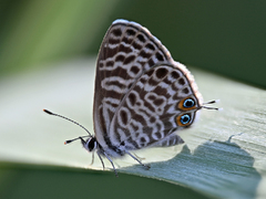 Leptotes pirithous