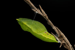 Colias hyale, pupae
