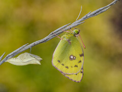Colias hyale